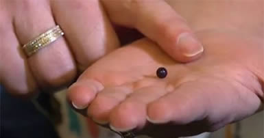 Quahog pearl in palm of hand